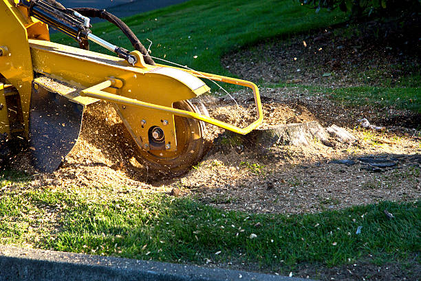 Grass Overseeding in Casa Blanca, AZ